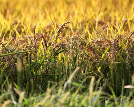 La biodiversità del riso vercellese